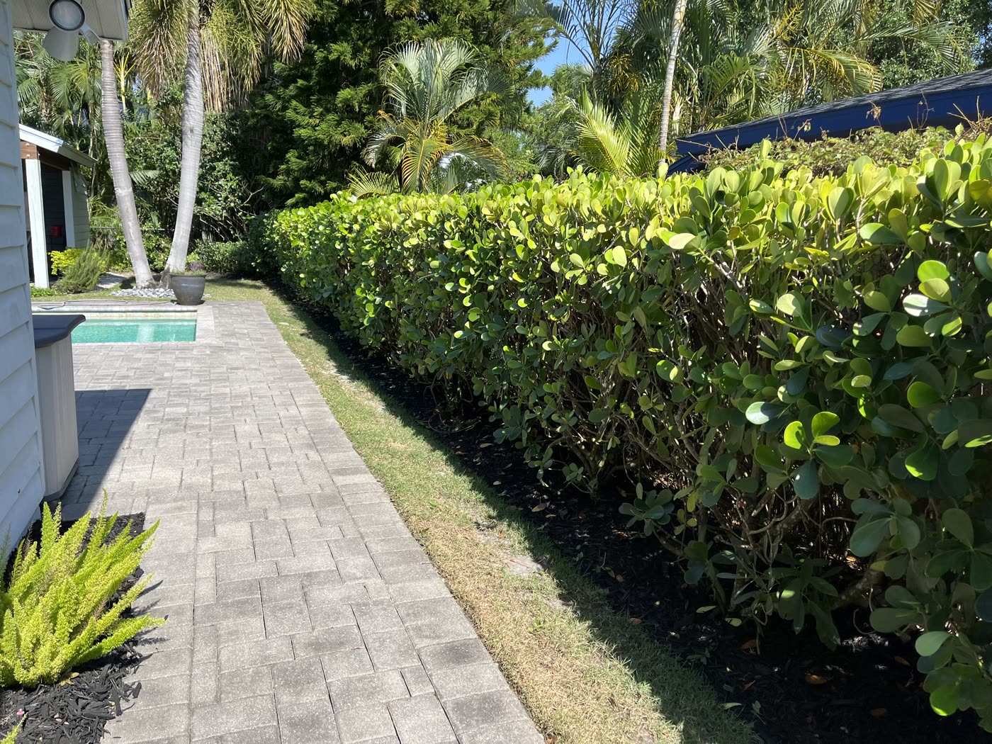 Paver walkway lined by a manicured sea-grape hedge beside a screened pool